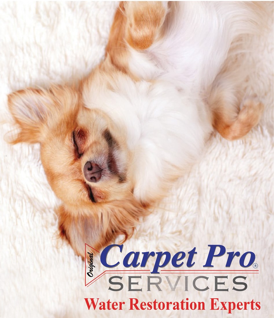 dog on carpet with logo